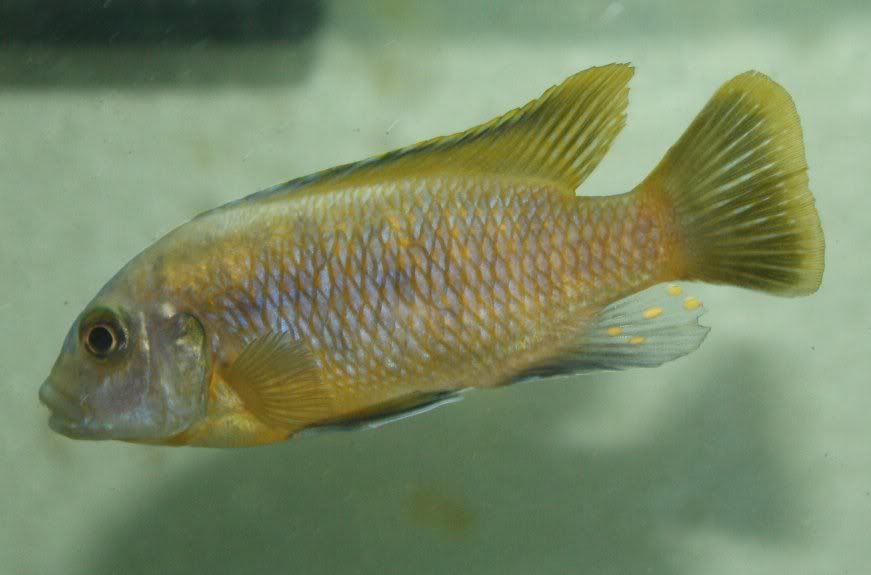 newfish.jpg