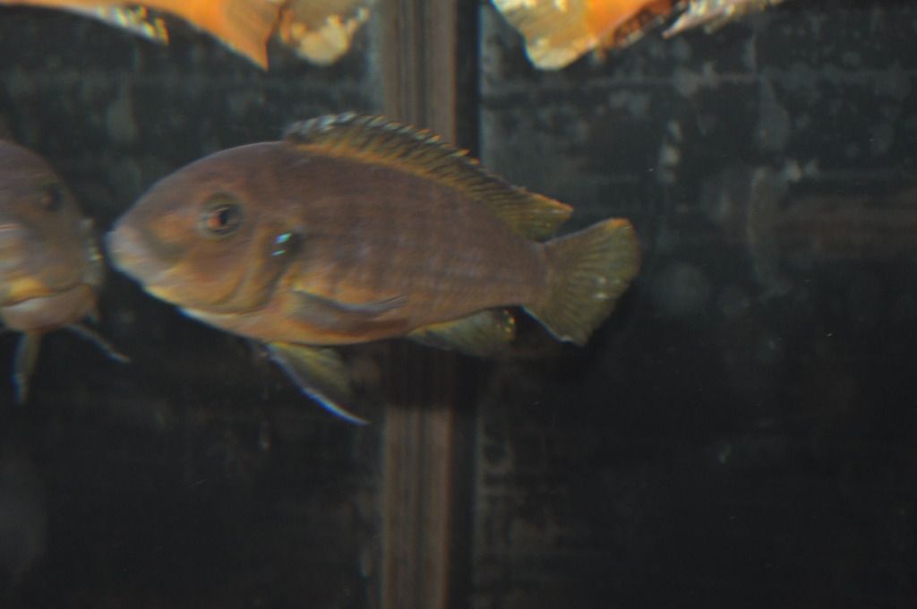 UnknownCichlid3.jpg