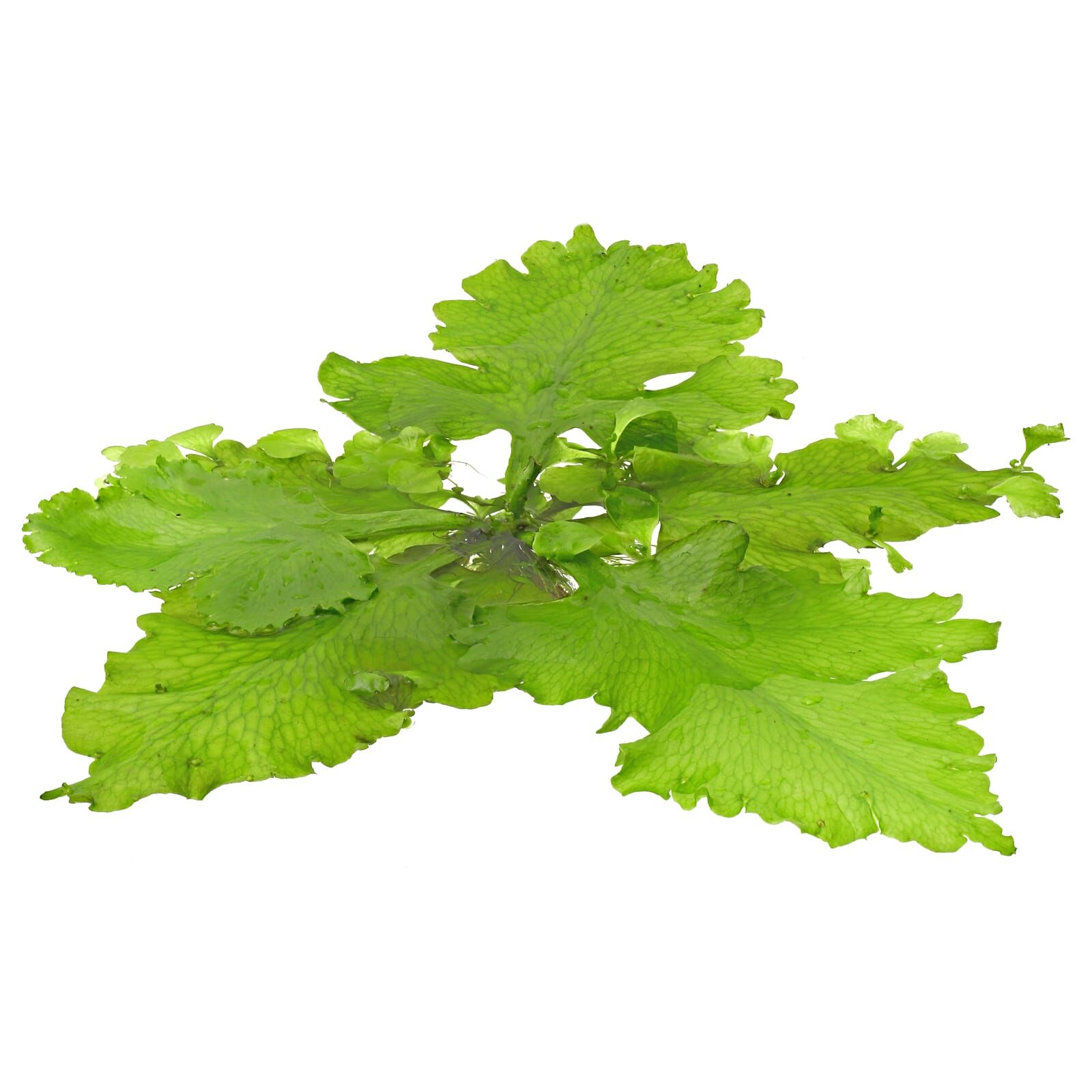 ceratopteris-pteridoides.jpg