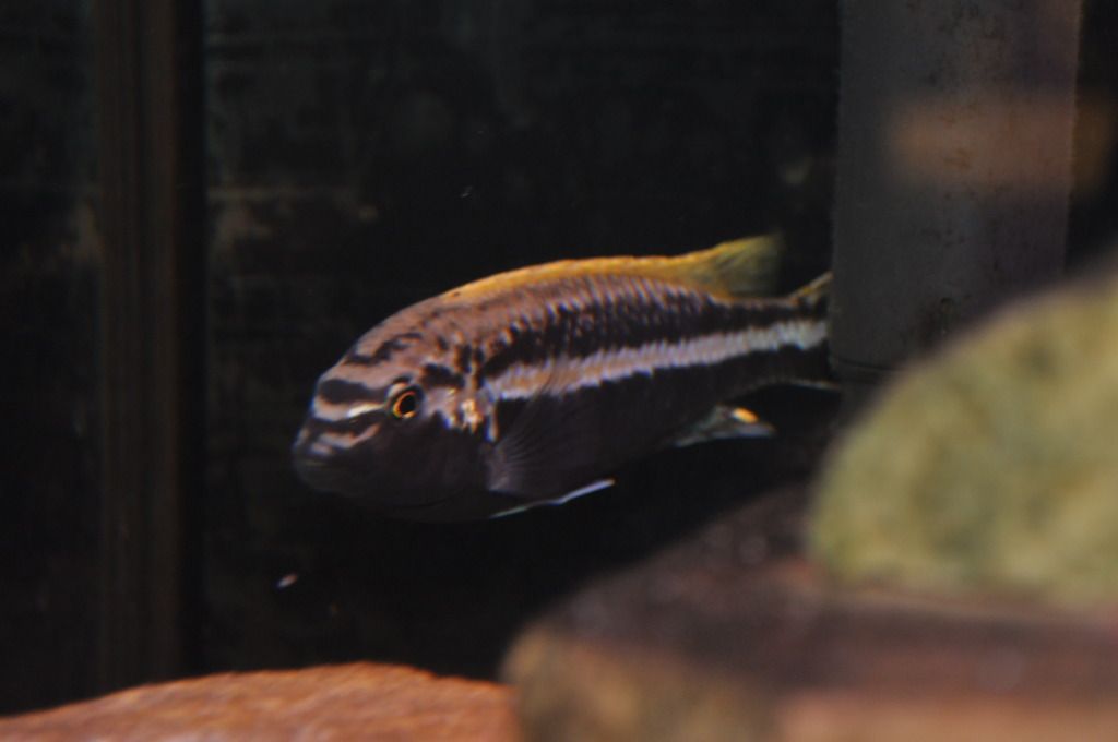 UnknownCichlid4.jpg