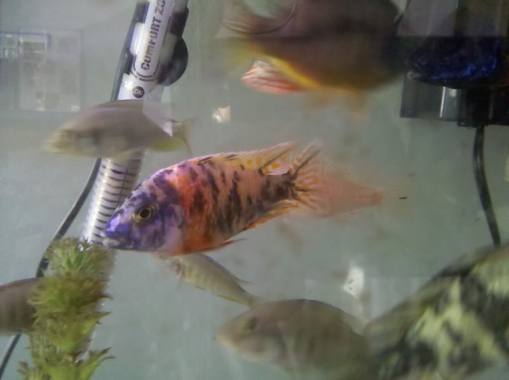 ObPeacock1.jpg