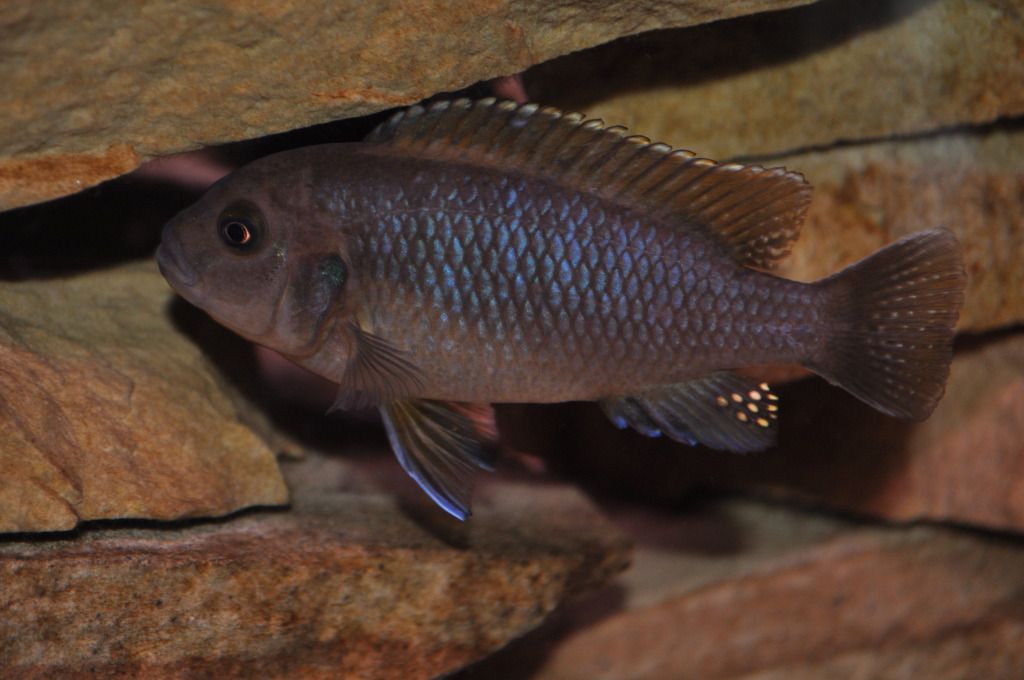 UnknownCichlid2-a.jpg