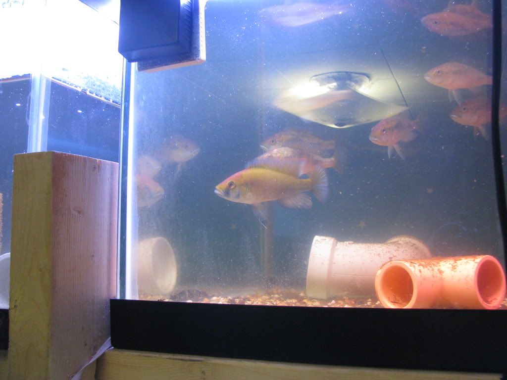 Merigolds_20080706_003.jpg
