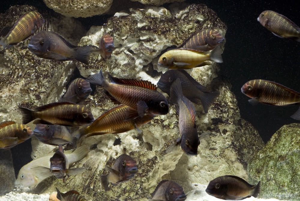 3aTrophs021909.jpg