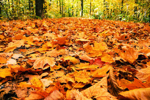 fall-autumn-orange-maple-leaves-forest-ground_large.jpg