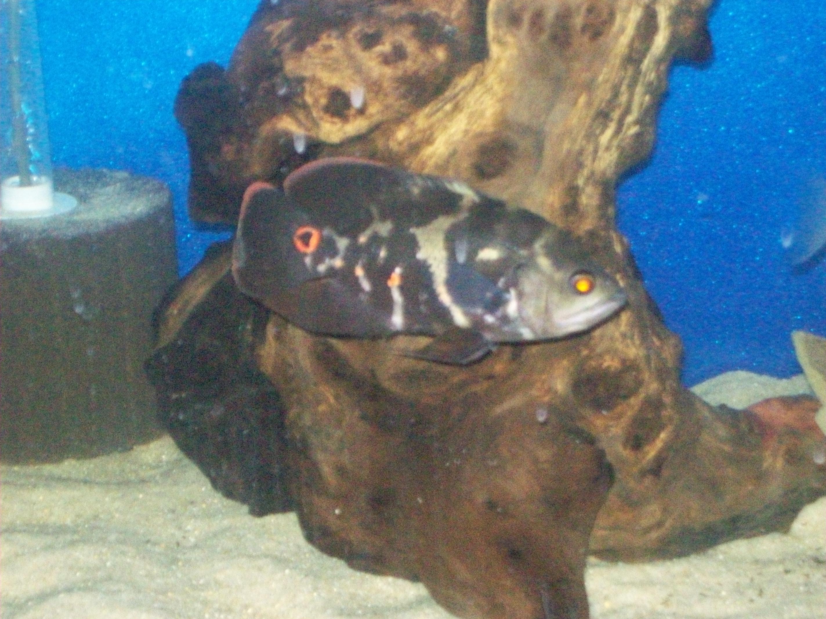 PcHi8H4.jpg