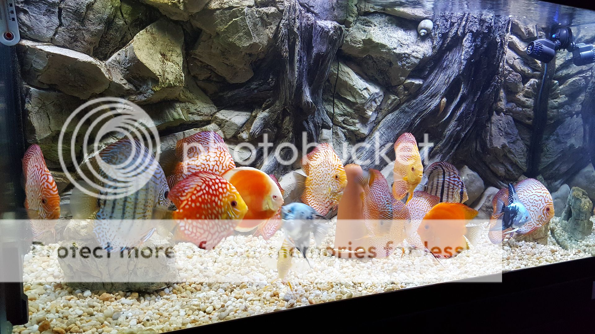 Aquarium Light for Discus Fish Fry: Ultimate Guide for Healthy Growth