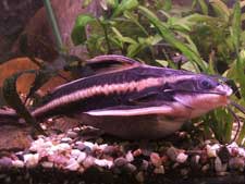 striped-raphael-catfish.jpg